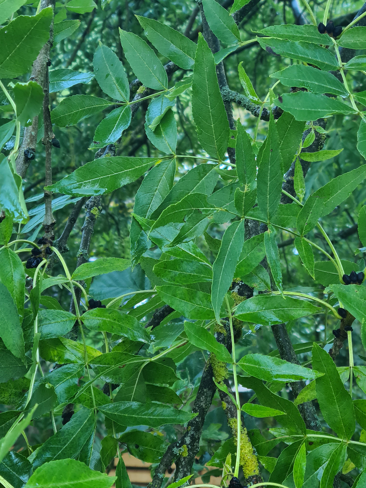 Myths and Legends - British Ash Charcoal - 2026 harvest
